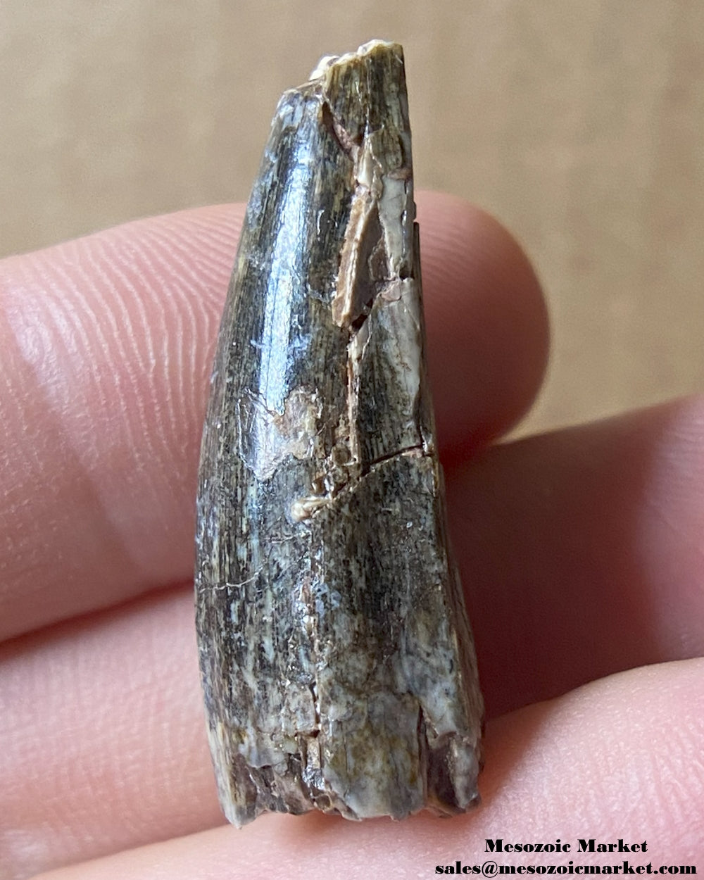 An image of a worn fossilized tooth from a crocodylomorph. #NER24636-2