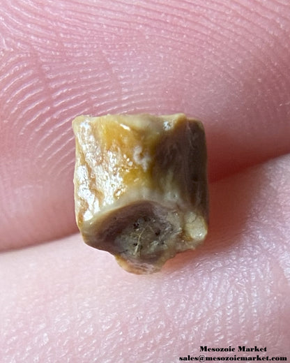 An image of a fossilized tooth from an Edmontosaurus dinosaur. #USA12410-2