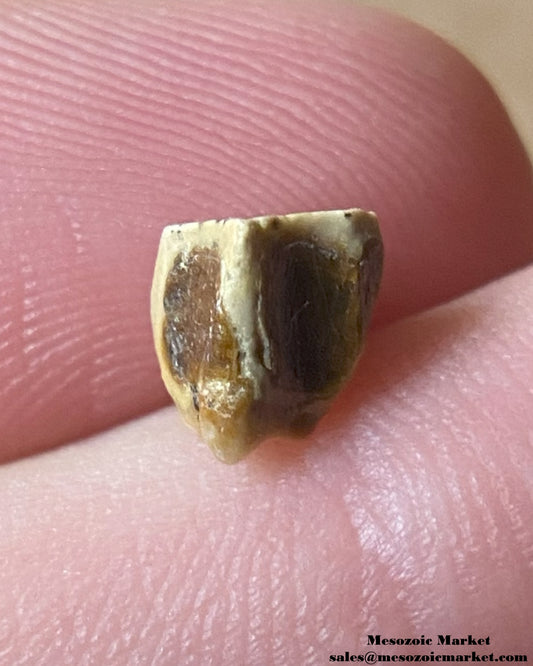 An image of a fossilized tooth from an Edmontosaurus dinosaur. #USA24025-1