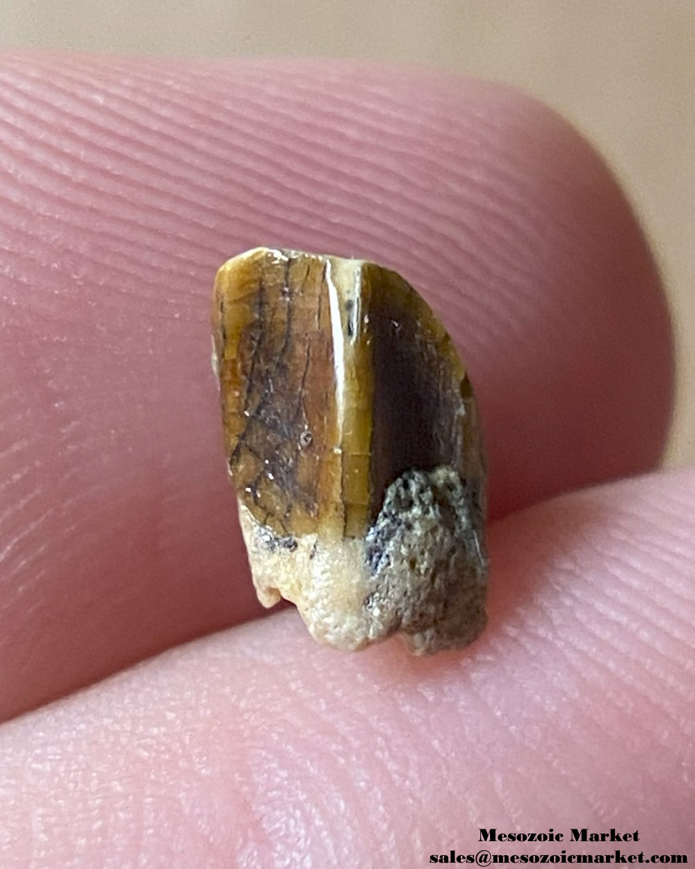 An image of a fossilized tooth from an Edmontosaurus dinosaur. #USA26283-1