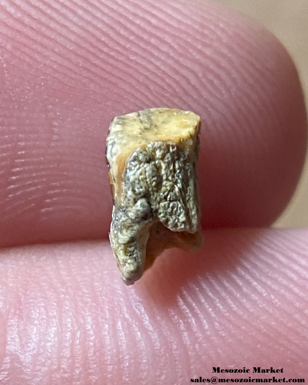 An image of a fossilized tooth from an Edmontosaurus dinosaur. #USA26283-2