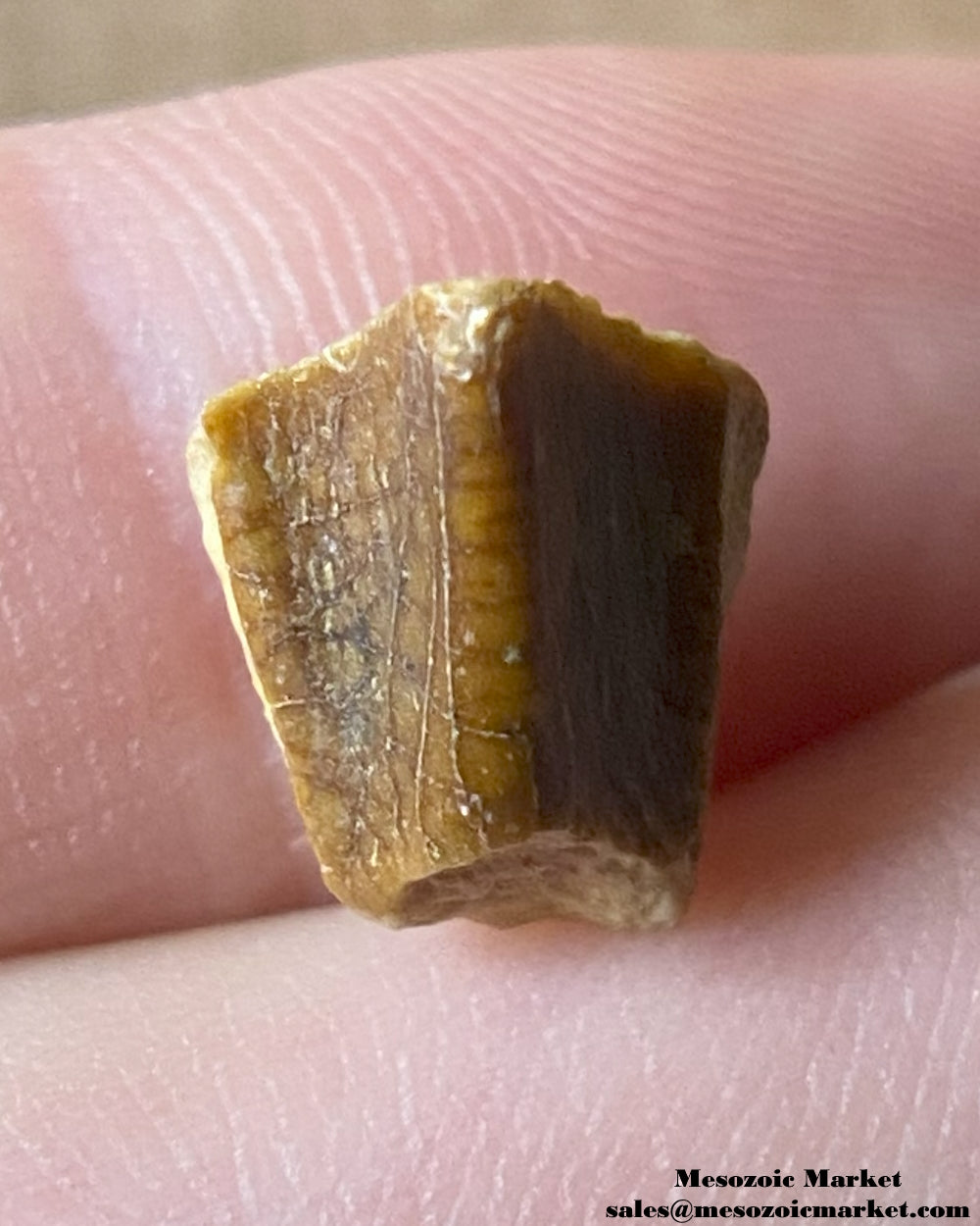 An image of a fossilized tooth from an Edmontosaurus dinosaur. #USA58221-1