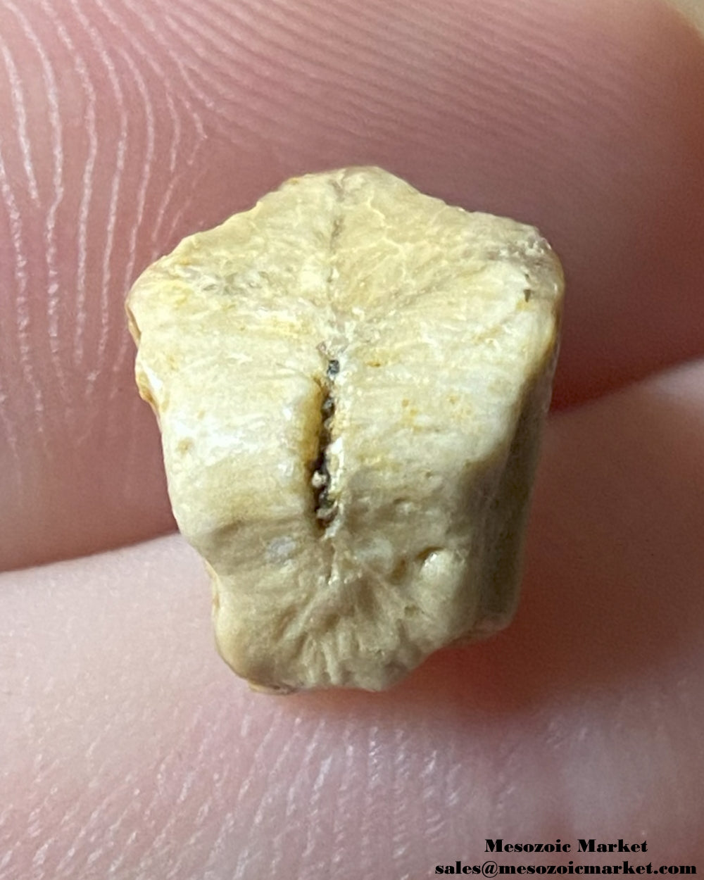 An image of a fossilized tooth from an Edmontosaurus dinosaur. #USA58221-2