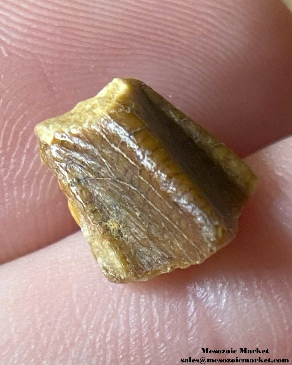 An image of a fossilized tooth from an Edmontosaurus dinosaur. #USA58221-3