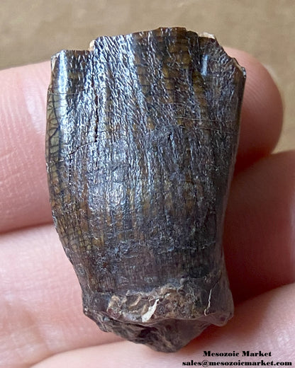 An image of a fossilized tooth from a sauropod dinosaur. #NER28687-1