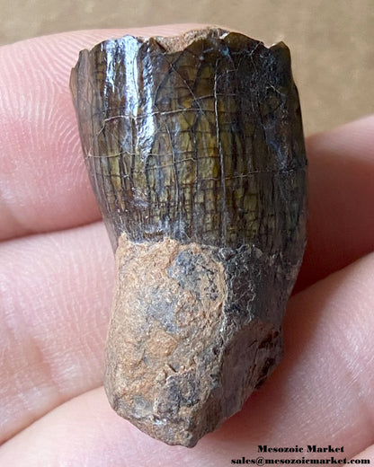 An image of a fossilized tooth from a sauropod dinosaur. #NER28687-2