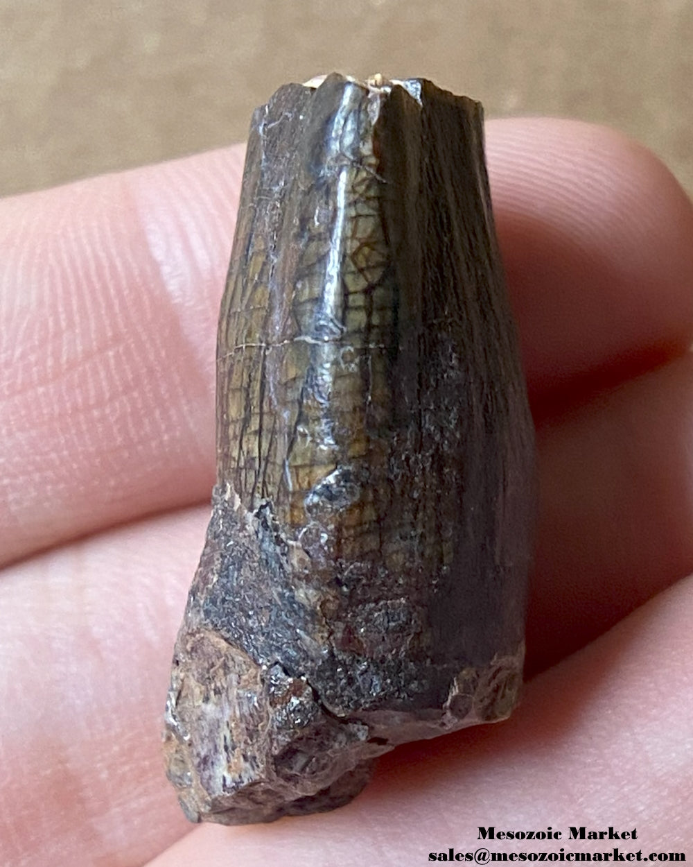 An image of a fossilized tooth from a sauropod dinosaur. #NER28687-3