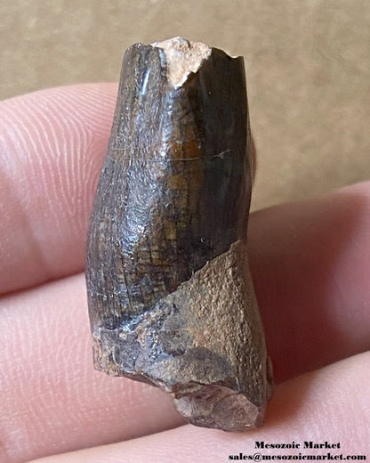 An image of a fossilized tooth from a sauropod dinosaur. #NER28687-4