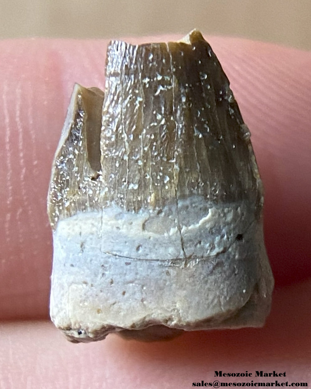 Fossilized crocodylomorph tooth of a Mahajangasuchus. #MAD15910-1