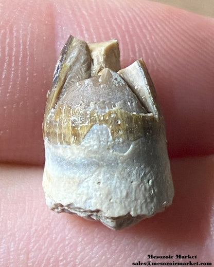 Fossilized crocodylomorph tooth of a Mahajangasuchus. #MAD15910-2