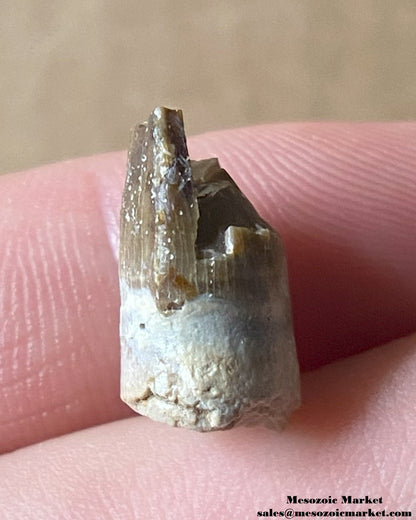 Fossilized crocodylomorph tooth of a Mahajangasuchus. #MAD15910-3