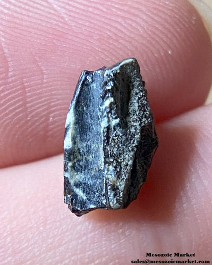 An image of a Maiasaura dinosaur tooth.