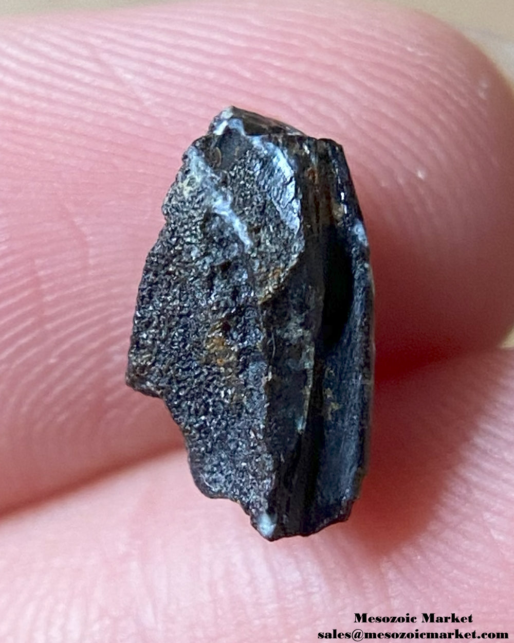 An image of a Maiasaura dinosaur tooth.