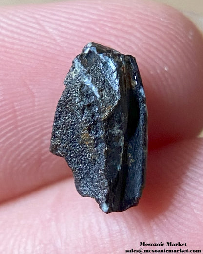 An image of a Maiasaura dinosaur tooth.