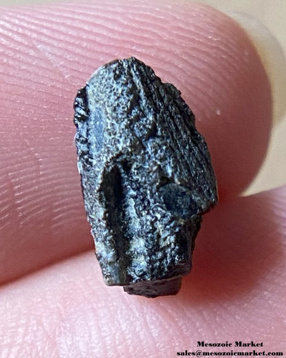 An image of a Maiasaura dinosaur tooth.