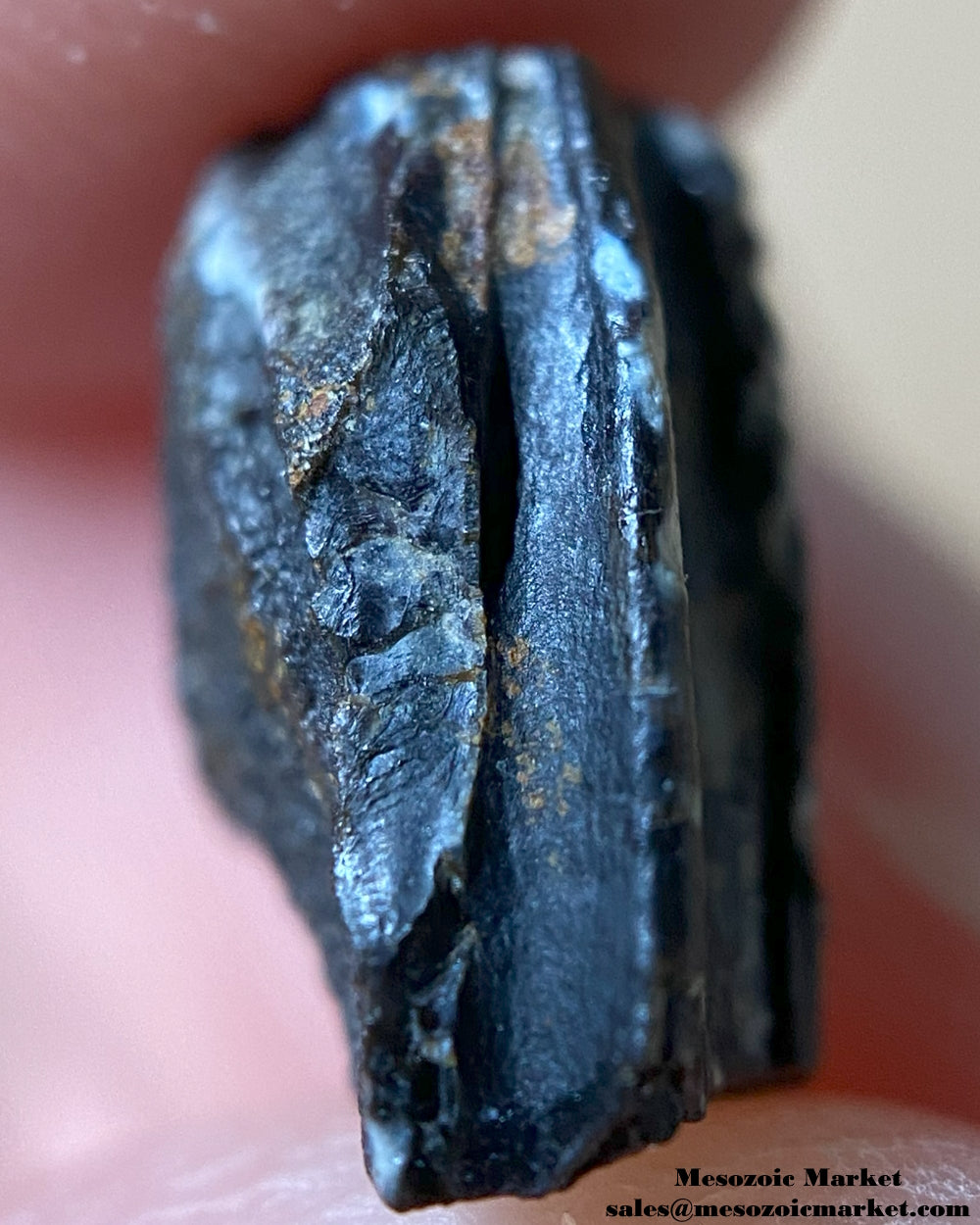 An image of a Maiasaura dinosaur tooth.