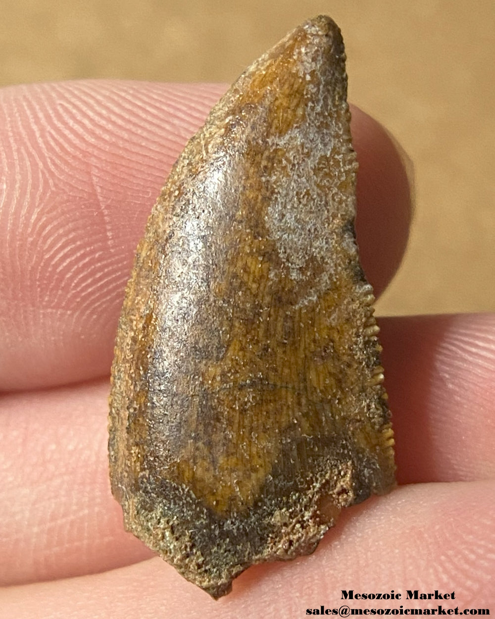 An image of a Majungasaurus dinosaur tooth.