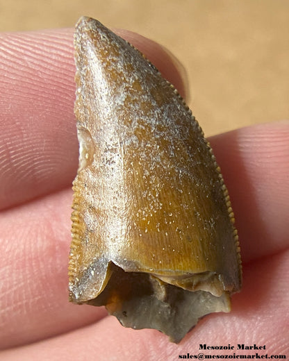 An image of a Majungasaurus dinosaur tooth.