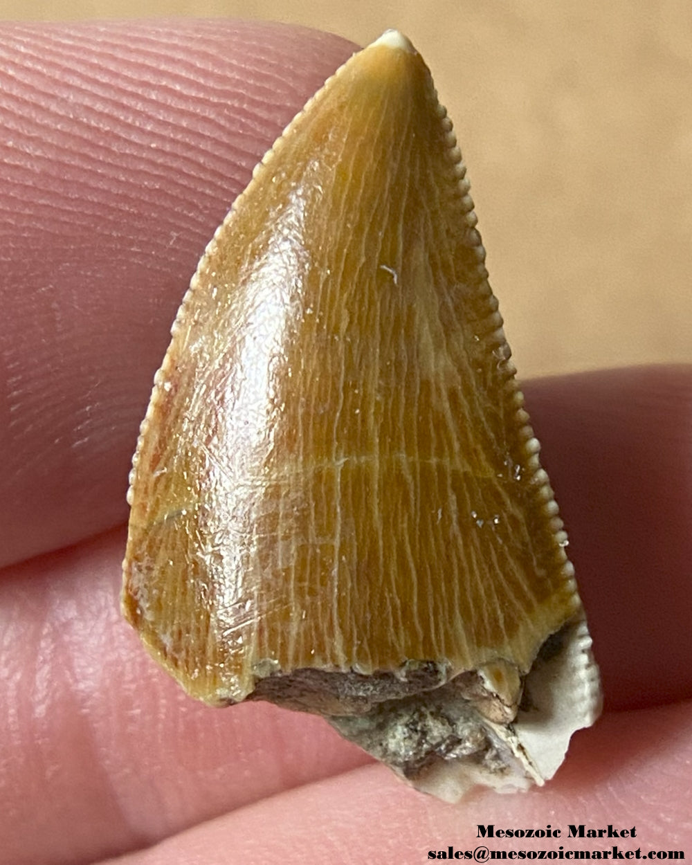 An image of a Majungasaurus dinosaur tooth.