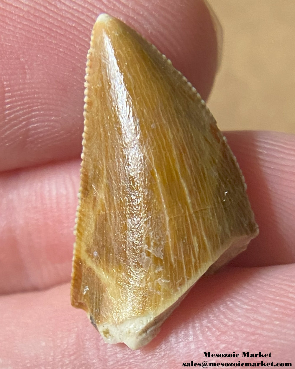 An image of a Majungasaurus dinosaur tooth.