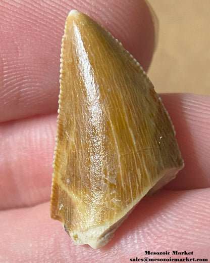 An image of a Majungasaurus dinosaur tooth.