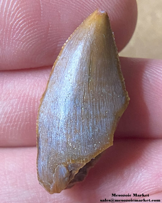 An image of a Majungasaurus dinosaur tooth.