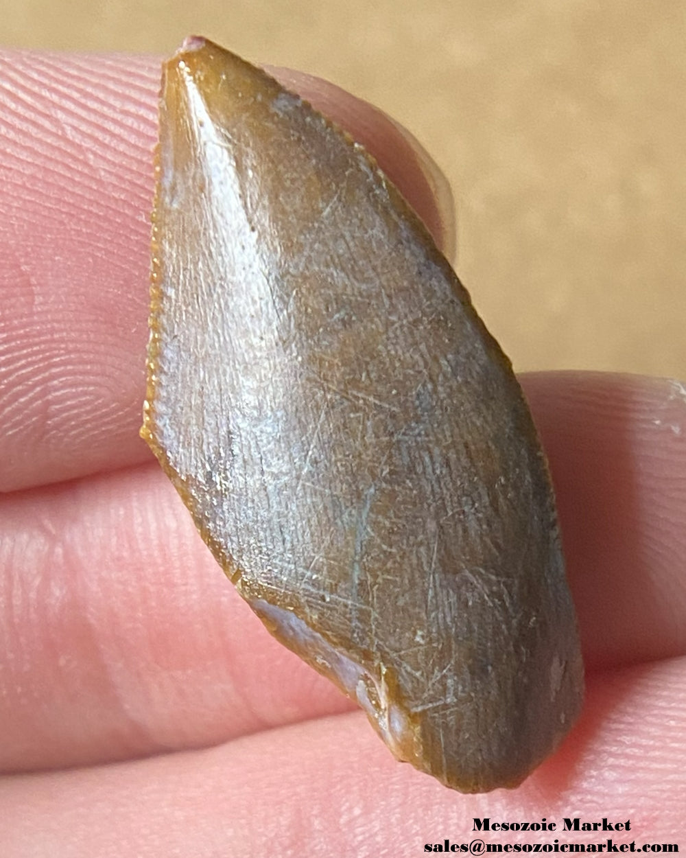 An image of a Majungasaurus dinosaur tooth.