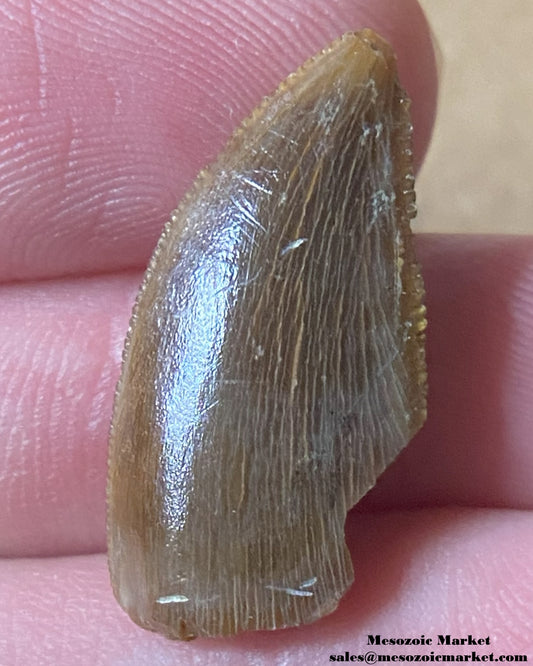 An image of a Majungasaurus dinosaur tooth.