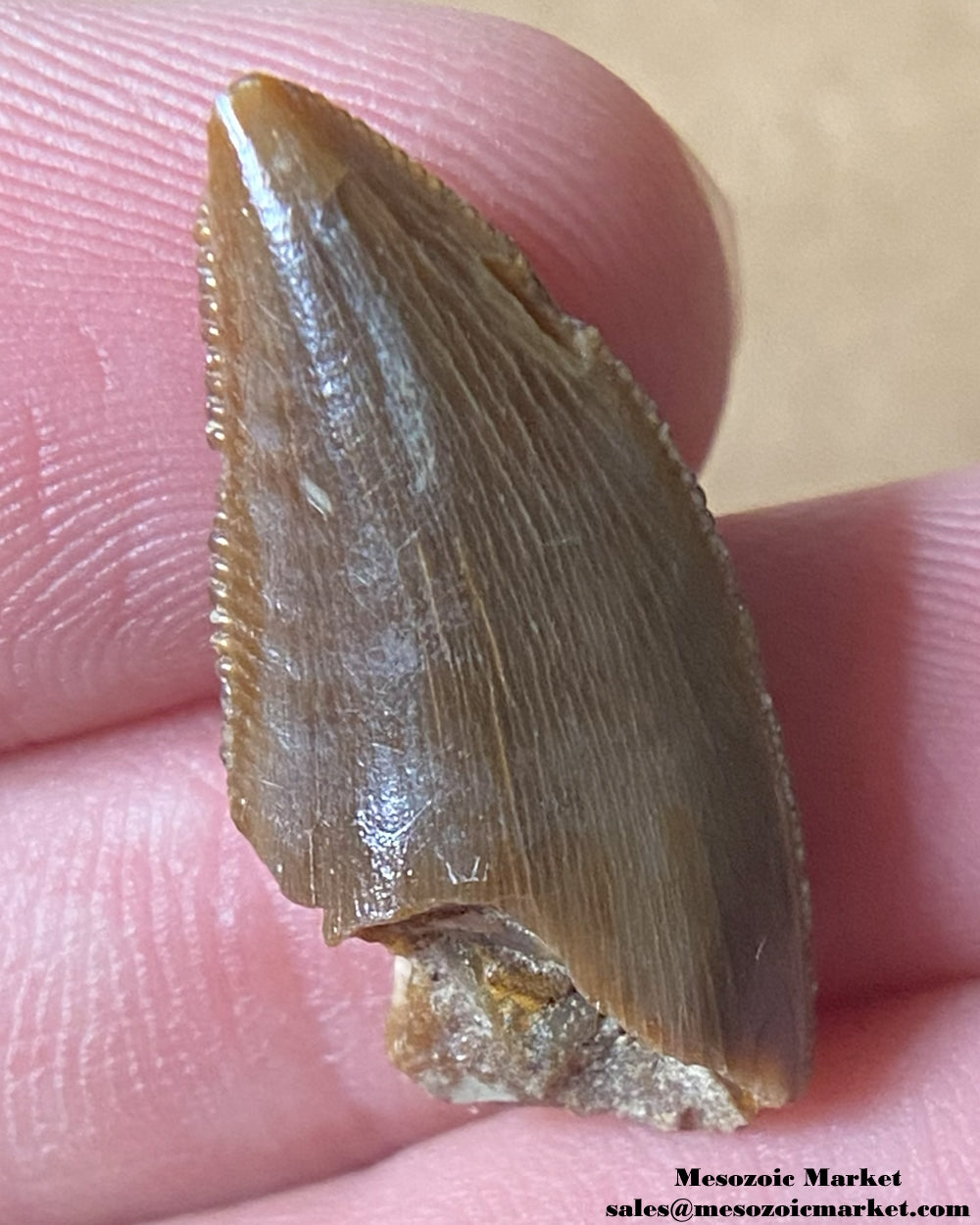 An image of a Majungasaurus dinosaur tooth.