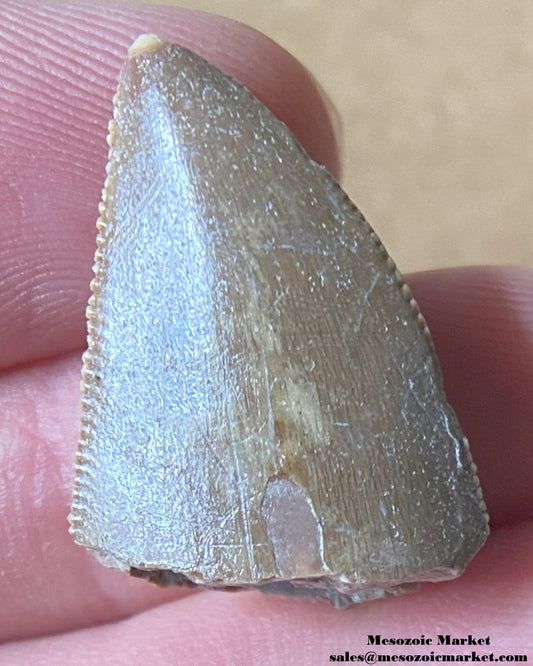 An image of a Majungasaurus dinosaur tooth.