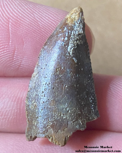 An image of a Majungasaurus dinosaur tooth.