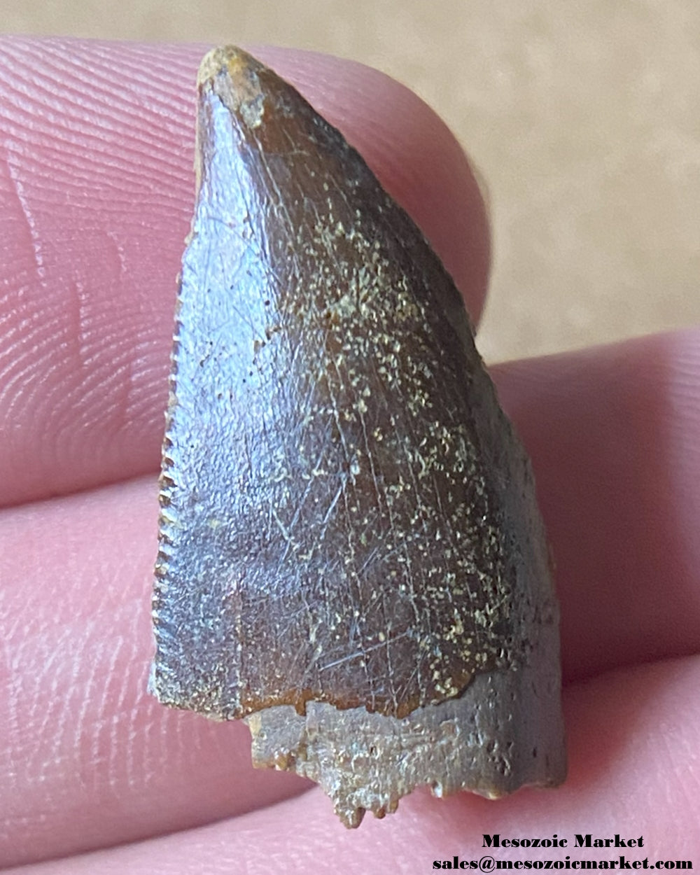 An image of a Majungasaurus dinosaur tooth.