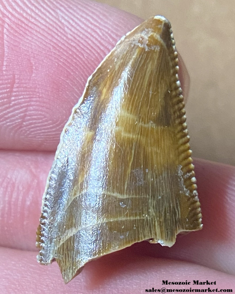 An image of a Majungasaurus dinosaur tooth.