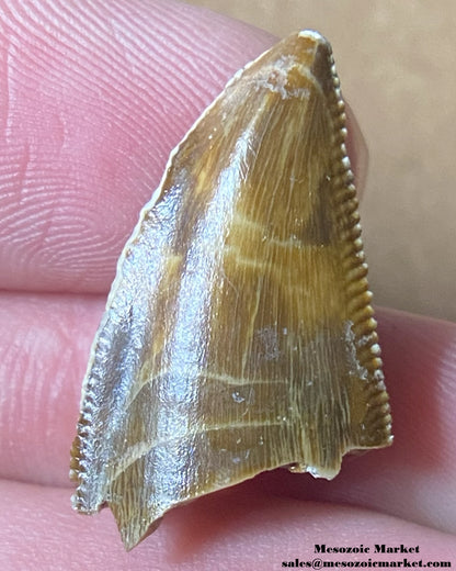 An image of a Majungasaurus dinosaur tooth.