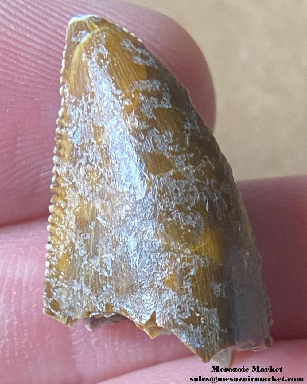 An image of a Majungasaurus dinosaur tooth.