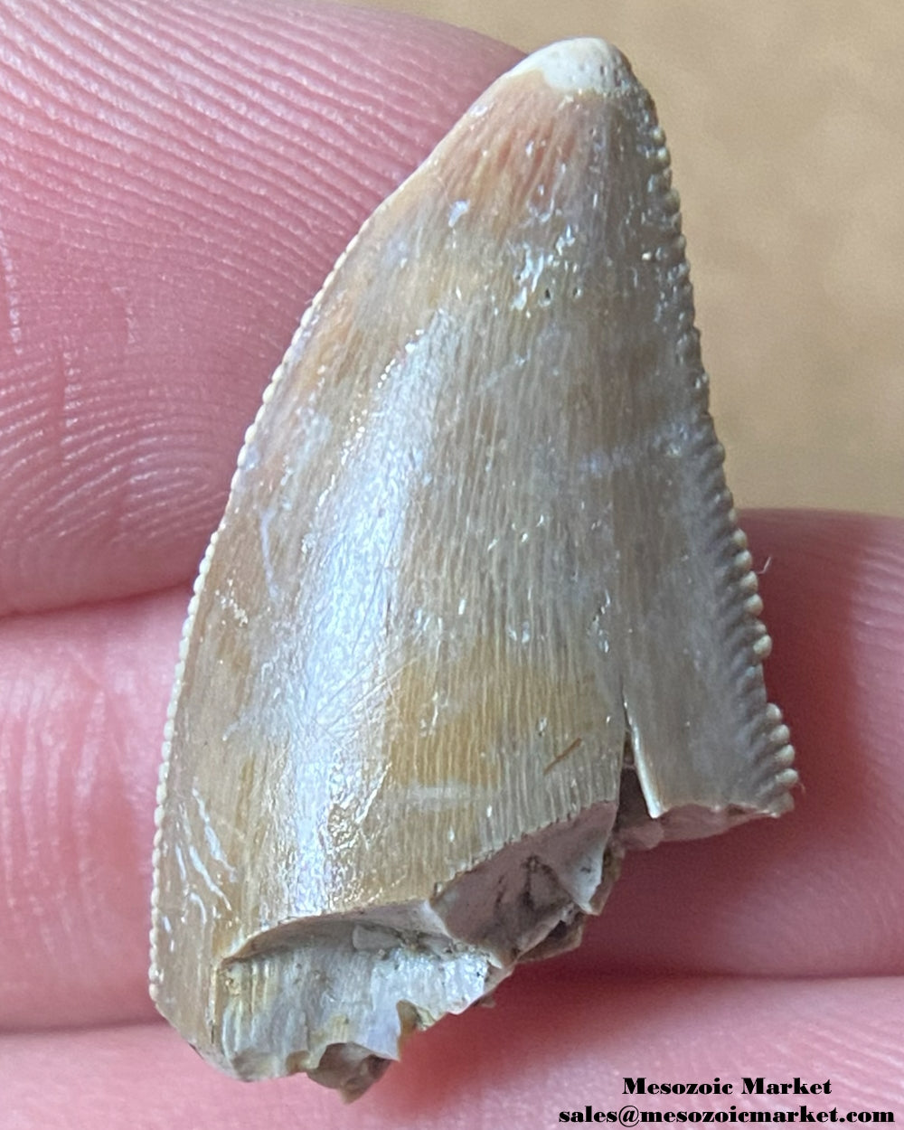 An image of a Majungasaurus dinosaur tooth.