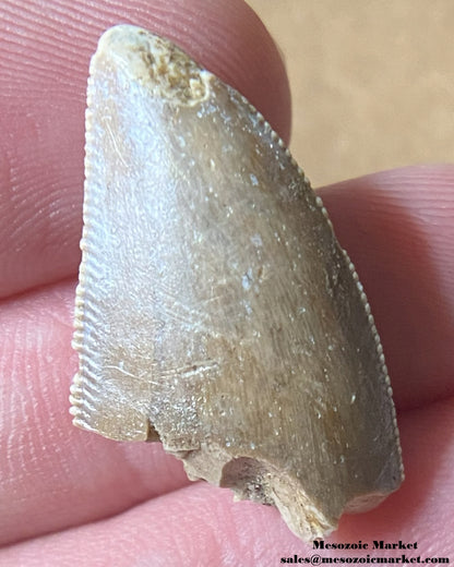 An image of a Majungasaurus dinosaur tooth.An image of a Majungasaurus dinosaur tooth.