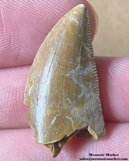 An image of a Majungasaurus dinosaur tooth.