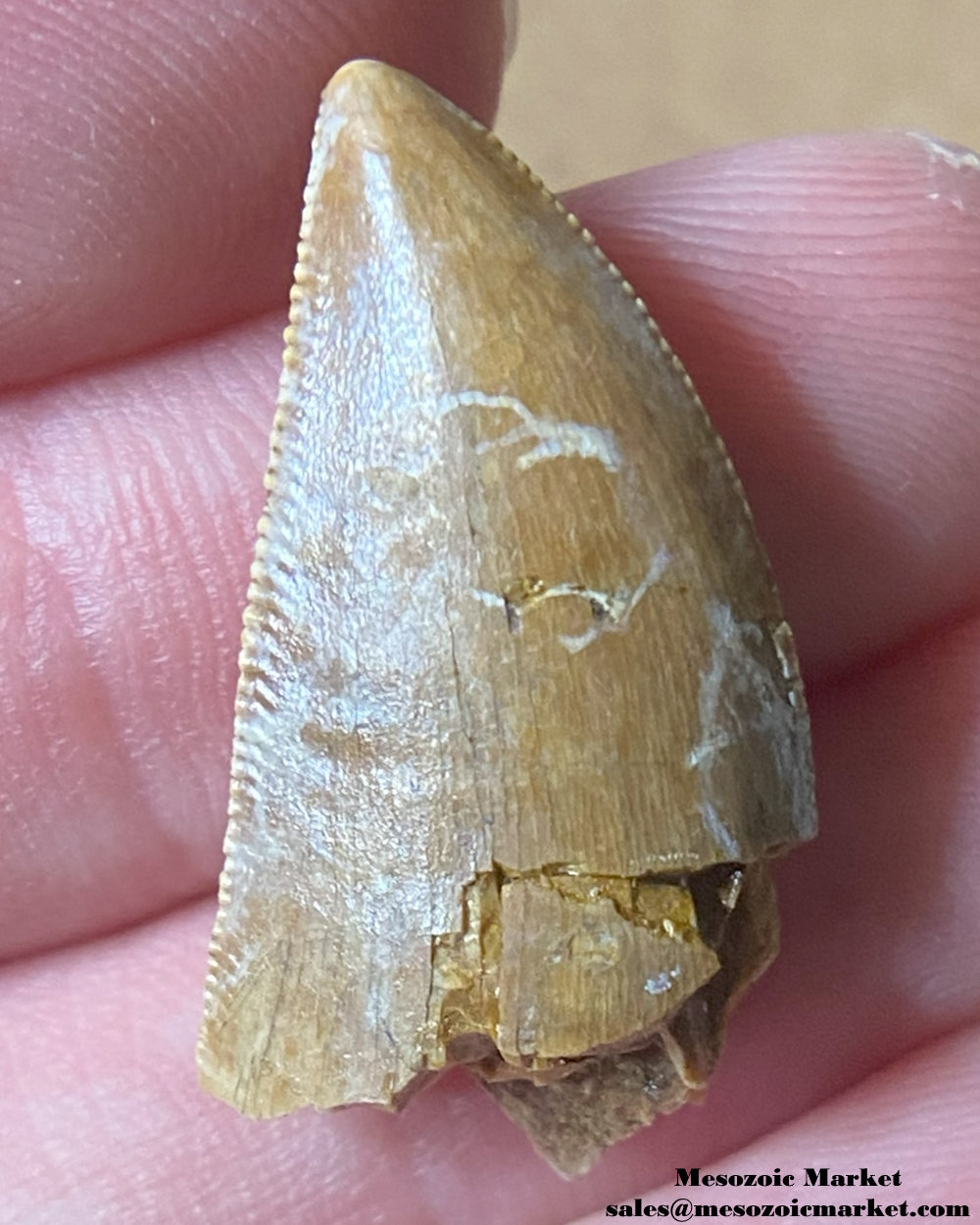 An image of a Majungasaurus dinosaur tooth.