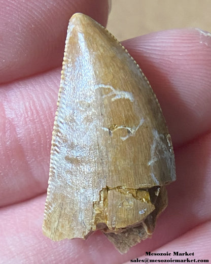 An image of a Majungasaurus dinosaur tooth.