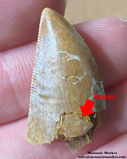 An image of a Majungasaurus dinosaur tooth showing repaired section towards base.