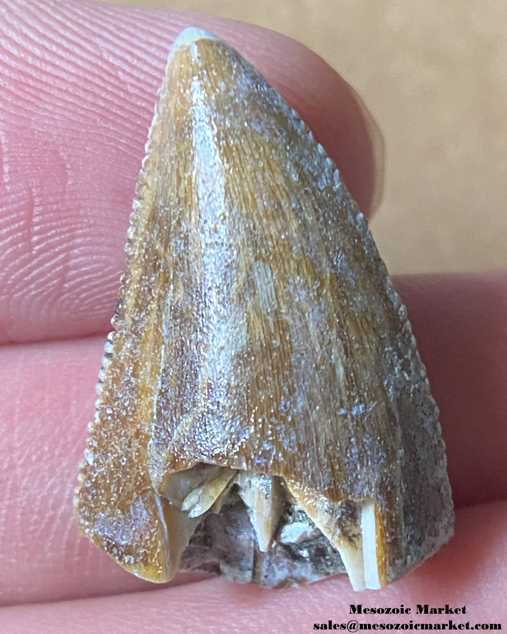 An image of a Majungasaurus dinosaur tooth.