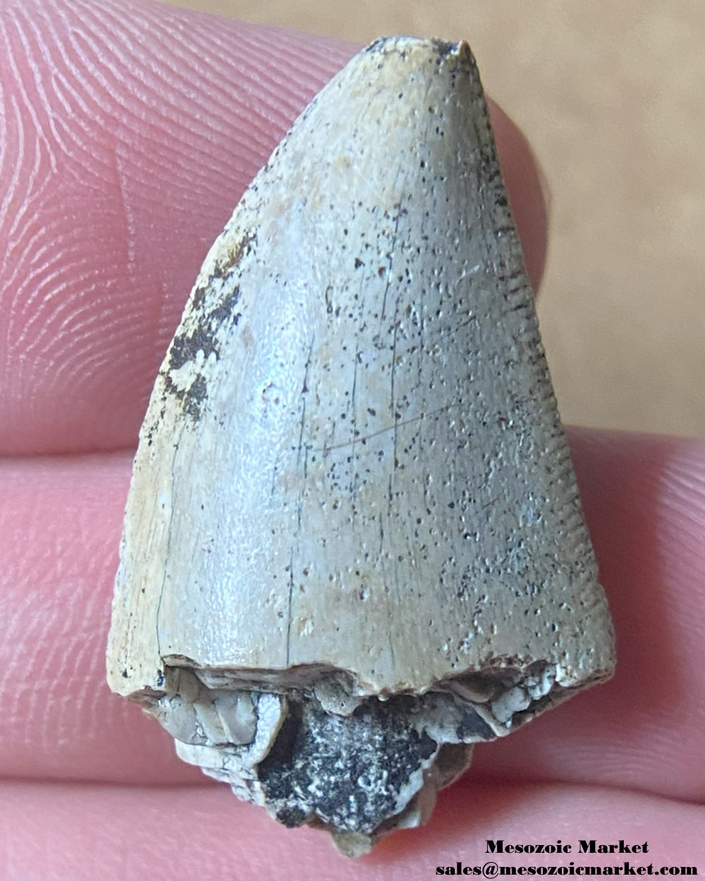 An image of a Majungasaurus dinosaur tooth.