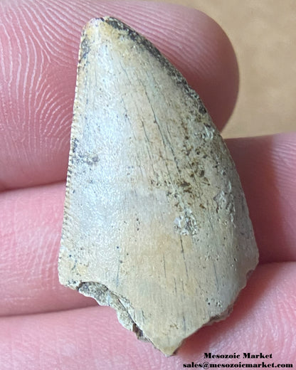 An image of a Majungasaurus dinosaur tooth.