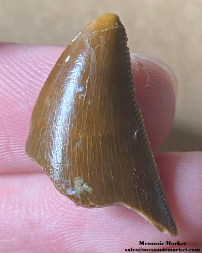 An image of a Majungasaurus dinosaur tooth.