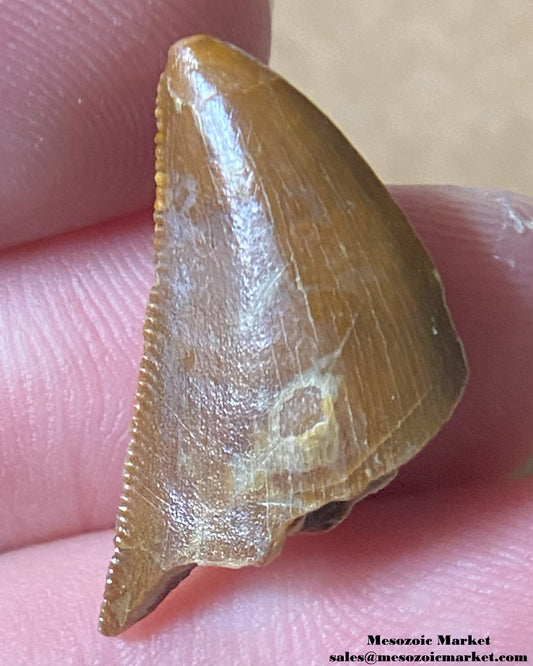 An image of a Majungasaurus dinosaur tooth.