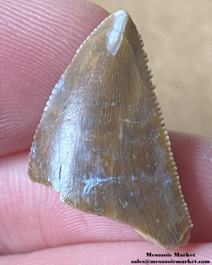 An image of a Majungasaurus dinosaur tooth.