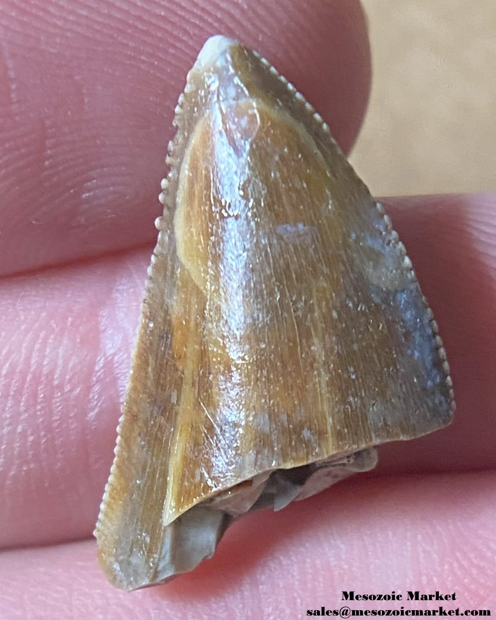 An image of a Majungasaurus dinosaur tooth.