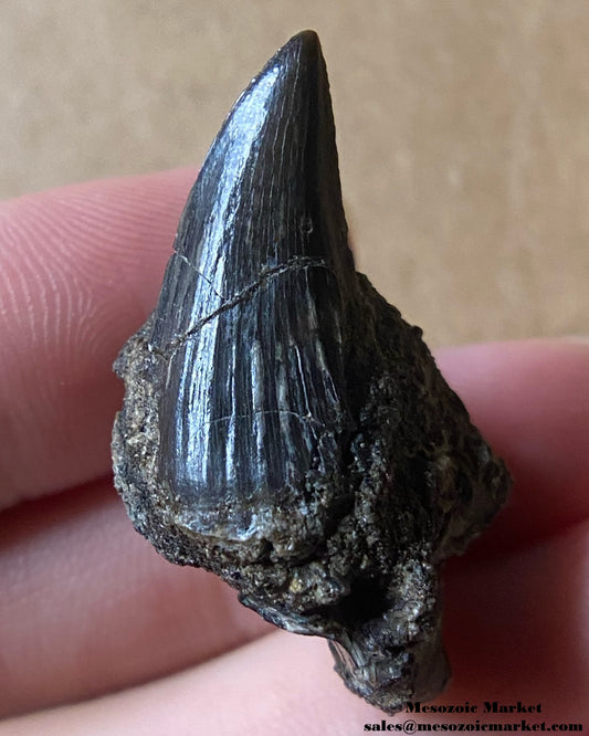 Fossilized Hainosaurus mosasaur tooth on matrix. #MARSP02-1