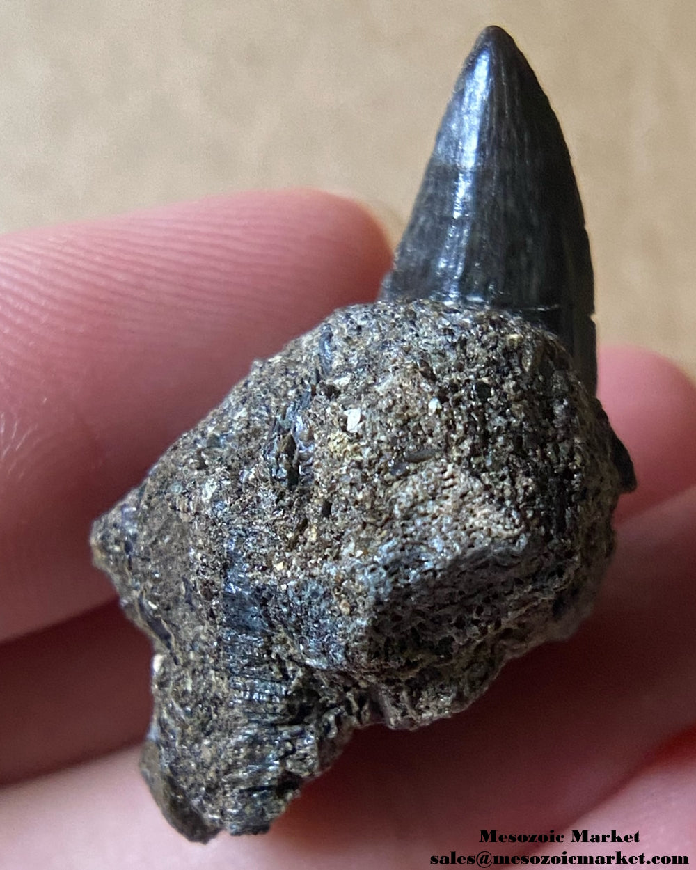 Fossilized Hainosaurus mosasaur tooth on matrix. #MARSP02-2